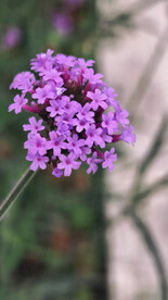 一朵柳叶马鞭草紫色的花