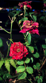 夜幕中盛开的红玫瑰花