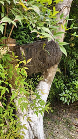 大鸟窝树叉上的大鸟窝树木