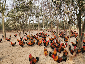 散养鸡