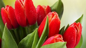 含苞待放的红色郁金香