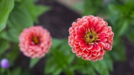 盛开的红色花朵