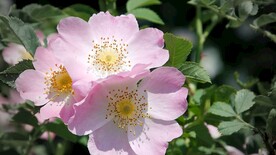 盛开的粉色花朵