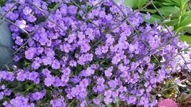 盛开的紫色小花