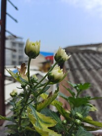 菊花苞