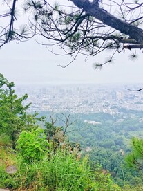 松树下的风景