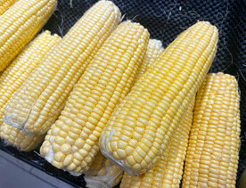 玉米