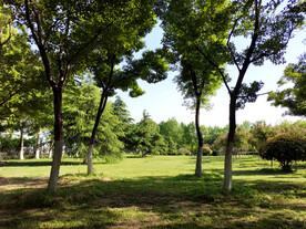 公园小树林草坪  