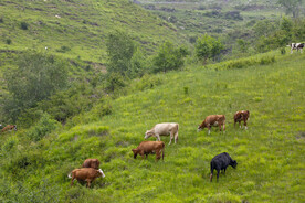 翠绿草甸悠闲的牛