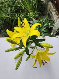 黄色百合花