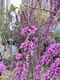 蓝香芥花