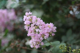 花团 丁香 植物 