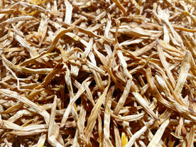 陕西大荔黄花菜