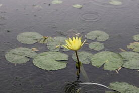 荷花 睡莲 露珠 