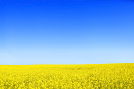 油菜花
