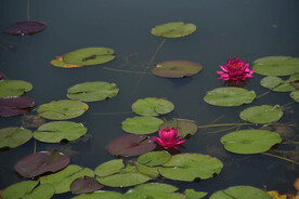 睡莲