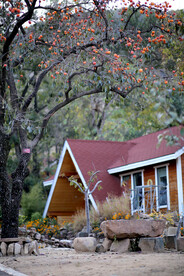 秋天柿子树风景