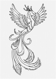 手绘凤凰