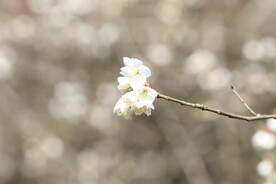 一枝漂亮的樱花