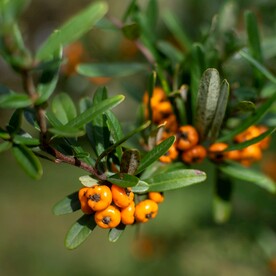 沙棘果