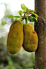 菠萝蜜