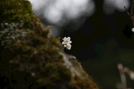 古树干上的樱花