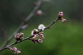 初春樱花