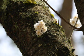 大树干上的樱花