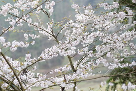 故乡的樱花开了