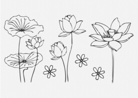 手绘荷花