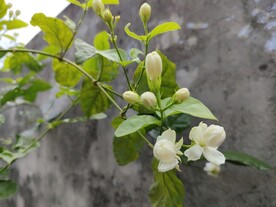 茉莉花