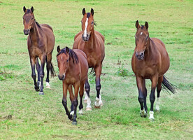 马群