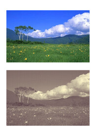 潮流复古半调颗粒噪点特效样机