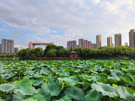 荷塘景色公园风景