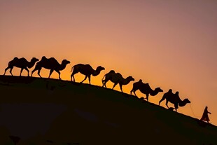 骆驼商队