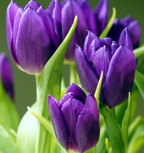 紫色郁金香