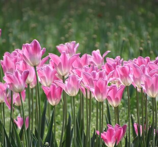 粉色郁金香 