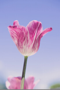 粉色郁金香
