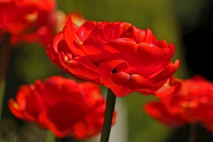 红色郁金香