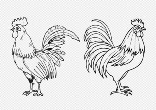 手绘鸡