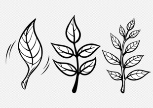 手绘树叶