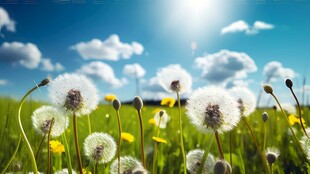 创意草地露珠蓝天吹散的蒲公英