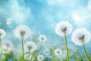 创意草地露珠蓝天吹散的蒲公英