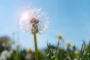 创意草地露珠蓝天吹散的蒲公英