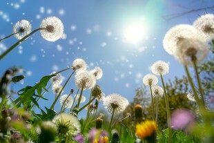 创意草地露珠蓝天吹散的蒲公英