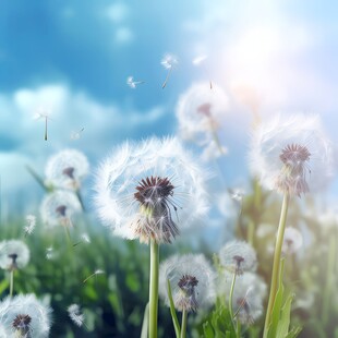 创意草地露珠蓝天吹散的蒲公英