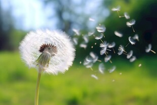 创意草地露珠蓝天吹散的蒲公英