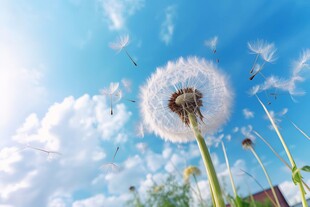 创意草地露珠蓝天吹散的蒲公英