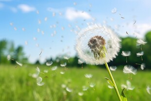创意草地露珠蓝天吹散的蒲公英