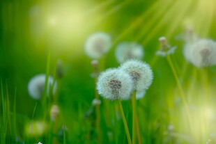 创意草地露珠蓝天吹散的蒲公英